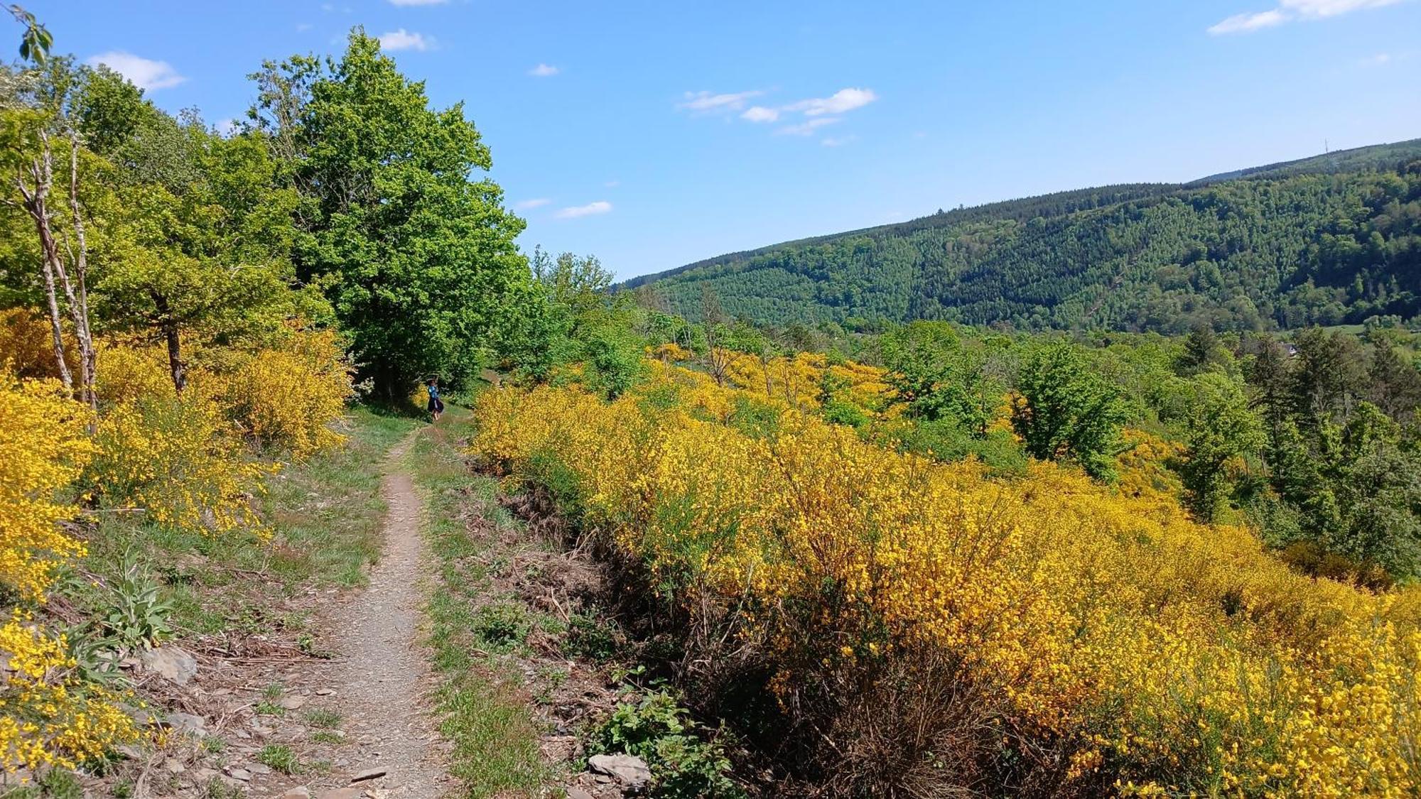 Apartmán L'Abri La-Roche-en-Ardenne Exteriér fotografie